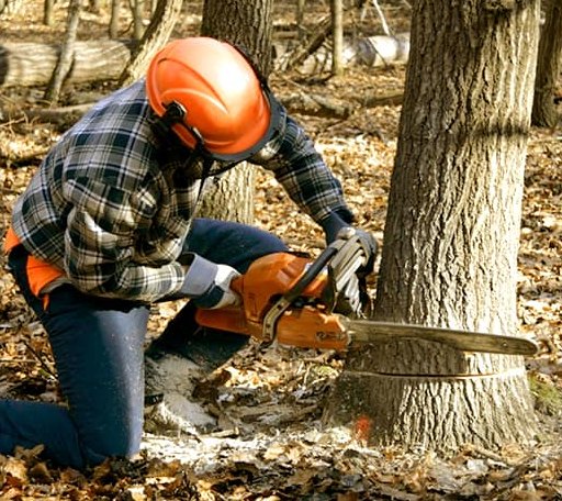 Tree Removal in Wilmore, PA